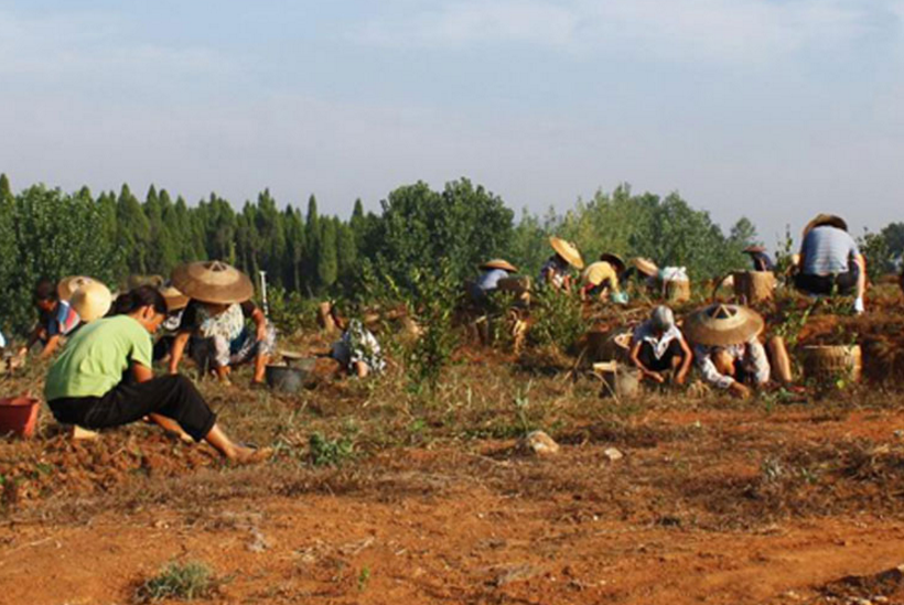 сбор женьшеня-1.png